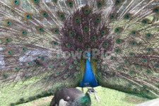 공작새, 공작, peacock, 새, bird, 사진,이미지,일러스트,캘리그라피 - C750D작가 크라우드픽 - 저작권 걱정 없는 상업용 이미지