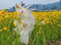 꽃밭, 개, 강아지, 반려견, 꽃, 사진,이미지,일러스트,캘리그라피 - 일상의소중함작가 크라우드픽 - 저작권 걱정 없는 상업용 이미지