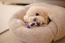 강아지, 반려견, 애견, 푸들, 크림푸들, 사진,이미지,일러스트,캘리그라피 - 비튤립작가 크라우드픽 - 저작권 걱정 없는 상업용 이미지