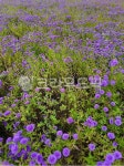 꽃, flower, purple, 보라, 꽃밭, 사진,이미지,일러스트,캘리그라피 - yy_99작가 크라우드픽 - 저작권 걱정 없는 상업용 이미지