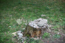 tree, 나무, treestump, 그루터기, 돌, 사진,이미지,일러스트,캘리그라피 - hmac1989작가 크라우드픽 - 저작권 걱정 없는 상업용 이미지