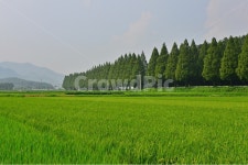 plant, 식물, nature, 자연, field, 사진,이미지,일러스트,캘리그라피 - 영산공작가 크라우드픽 - 저작권 걱정 없는 상업용 이미지