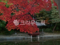궁, palace, 단풍, maple, 비원, 사진,이미지,일러스트,캘리그라피 - loves071작가 크라우드픽 - 저작권 걱정 없는 상업용 이미지