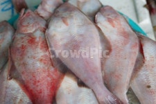 수산시장, 생선, 대게, 홍게, 시장 사진, 이미지 - 제이컴작가 가장 한국적인 스톡 사진 - 크라우드픽