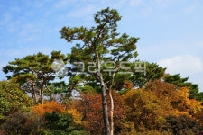 나무, tree, 소나무, 숲, 산, 사진,이미지,일러스트,캘리그라피 - 운사작가 크라우드픽 - 저작권 걱정 없는 상업용 이미지