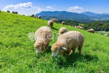 양떼, 양떼목장, 목장, 방목, 축산업, 사진,이미지,일러스트,캘리그라피 - cstrike작가 크라우드픽 - 저작권 걱정 없는 상업용 이미지