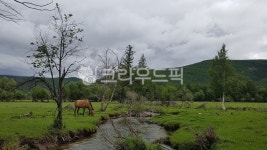 farm, 농장, grassland, 목초지, nature, 사진,이미지,일러스트,캘리그라피 - 수선화꽃작가 크라우드픽 - 저작권 걱정 없는 상업용 이미지