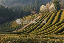 rural, 농촌, farm, 농장, nature, 사진,이미지,일러스트,캘리그라피 - 영산공작가 크라우드픽 - 저작권 걱정 없는 상업용 이미지