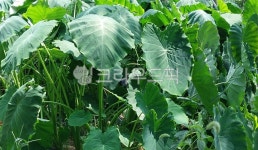 토란주인(Mr.Taro) | 토란, 토란잎, 토란밭, taro, leaf, 사진,이미지,일러스트,캘리그라피 - 오작교작가 크라우드픽 - 저작권 걱정 없는 상업용 이미지