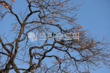 감나무, 가울, 늦가울, 한국적, 시골, 사진,이미지,일러스트,캘리그라피 - 양철북작가 크라우드픽 - 저작권 걱정 없는 상업용 이미지