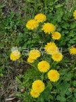 plant, 식물, flower, 꽃, 민들레, 사진,이미지,일러스트,캘리그라피 - Njajukkambugi작가 크라우드픽 - 저작권 걱정 없는 상업용 이미지