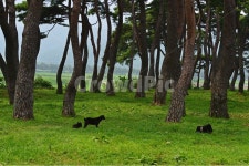grassland, farm, 농장, rural, 농촌, 사진,이미지,일러스트,캘리그라피 - 영산공작가 크라우드픽 - 저작권 걱정 없는 상업용 이미지