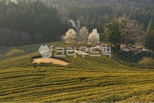 rural, 농촌, farm, 농장, nature, 사진,이미지,일러스트,캘리그라피 - 영산공작가 크라우드픽 - 저작권 걱정 없는 상업용 이미지