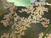 식물, 수생식물, 부유식물, 풀, 잎, 사진,이미지,일러스트,캘리그라피 - 하늘을품은이작가 크라우드픽 - 저작권 걱정 없는 상업용 이미지