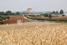 안성팜랜드, 농장, 밀밭, farm, wheatfield, 사진,이미지,일러스트,캘리그라피 - 감성담다작가 크라우드픽 - 저작권 걱정 없는 상업용 이미지