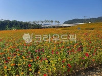 필드, 자연, 꽃, 꽃밭, 축제, 사진,이미지,일러스트,캘리그라피 - 후니와지니작가 크라우드픽 - 저작권 걱정 없는 상업용 이미지