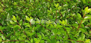 풀잎, 나뭇잎, 바탕화면, 배경화면, 초록, 사진,이미지,일러스트,캘리그라피 - 나르셔작가 크라우드픽 - 저작권 걱정 없는 상업용 이미지