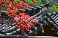 outdoors, 옥외, nature, 자연, 장성백양사, 사진,이미지,일러스트,캘리그라피 - 영산공작가 크라우드픽 - 저작권 걱정 없는 상업용 이미지