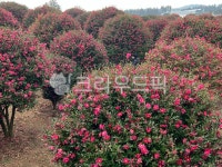 flower, 동백, 동백꽃, 제주, 제주도, 사진,이미지,일러스트,캘리그라피 - 불루아이즈작가 크라우드픽 - 저작권 걱정 없는 상업용 이미지