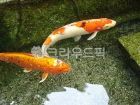 pond, fish, breedcarp, 잉어, 연못, 사진,이미지,일러스트,캘리그라피 - Nno100n작가 크라우드픽 - 저작권 걱정 없는 상업용 이미지