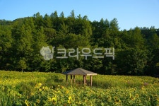 해바라기, 정자, 정선, 해바라기축제, 구와우마을, 사진,이미지,일러스트,캘리그라피 - kairos_2me작가 크라우드픽 - 저작권 걱정 없는 상업용... 
