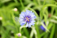 들풀, 바탕, 초원, 들판, 길, 사진,이미지,일러스트,캘리그라피 - Npassion7244작가 크라우드픽 - 저작권 걱정 없는 상업용 이미지