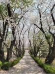 nature, path, 길, flower, 꽃, 사진,이미지,일러스트,캘리그라피 - mjongin72작가 크라우드픽 - 저작권 걱정 없는 상업용 이미지