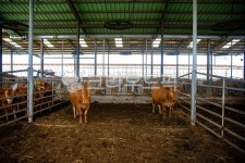 농촌, 축사, 소, 가축, 한우, 사진,이미지,일러스트,캘리그라피 - 꿈꾸는아빠작가 크라우드픽 - 저작권 걱정 없는 상업용 이미지