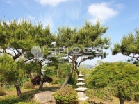 하늘, 소나무, 구름, 풍경, 공원, 사진,이미지,일러스트,캘리그라피 - 만딩고작가 크라우드픽 - 저작권 걱정 없는 상업용 이미지