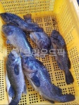 피제이고기와생선의끝판왕 | 생선, 우럭, 물고기, 자연산, 생물고기, 사진,이미지,일러스트,캘리그라피 - NG00작가 크라우드픽 - 저작권 걱정 없는 상업용 이미지
