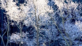자연, 나무, 설경, 눈, snow, 사진,이미지,일러스트,캘리그라피 - Nassayero작가 크라우드픽 - 저작권 걱정 없는 상업용 이미지