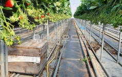 딸기밭, 딸기하우스, 딸기, 벌통, plant, 사진,이미지,일러스트,캘리그라피 - Nrunyun0809작가 크라우드픽 - 저작권 걱정 없는 상업용 이미지