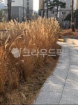 갈대, 갈대정원, 정원, plant, 식물, 사진,이미지,일러스트,캘리그라피 - 레오네작가 크라우드픽 - 저작권 걱정 없는 상업용 이미지