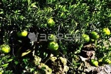 제주풍경, 밀감밭, 밀감나무, 덜익은밀감, 풋과일, 사진,이미지,일러스트,캘리그라피 - 깨비선생작가 크라우드픽 - 저작권 걱정 없는 상업용 이미지