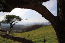 강원도, 대관령, 양떼목장, 소나무액자, 풍경, 사진,이미지,일러스트,캘리그라피 - sodn1004작가 크라우드픽 - 저작권 걱정 없는 상업용 이미지