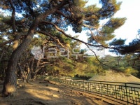 경주, 대릉, 삼릉, 경주삼릉, 솔숲, 사진,이미지,일러스트,캘리그라피 - 바람풍경작가 크라우드픽 - 저작권 걱정 없는 상업용 이미지
