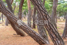 tree, 나무, 식물, 공원, 경주, 사진,이미지,일러스트,캘리그라피 - DalDol작가 크라우드픽 - 저작권 걱정 없는 상업용 이미지