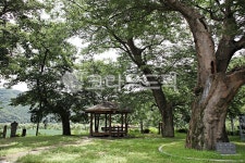 고목, 건축물, 쉼터, 나무, 그늘, 사진,이미지,일러스트,캘리그라피 - youngwon작가 크라우드픽 - 저작권 걱정 없는 상업용 이미지