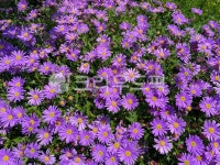 아스터, 보라, 꽃, 정원, 가든, 사진,이미지,일러스트,캘리그라피 - Jgdanwoo작가 크라우드픽 - 저작권 걱정 없는 상업용 이미지