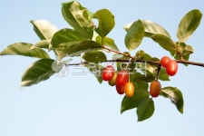 보리수, 열매, 빨간열매, 보리수잎, 보리수열매, 사진,이미지,일러스트,캘리그라피 - irum작가 크라우드픽 - 저작권 걱정 없는 상업용 이미지