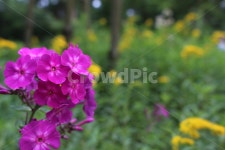 꽃, plant, 식물, flower, 자연, 사진,이미지,일러스트,캘리그라피 - Njjw47작가 크라우드픽 - 저작권 걱정 없는 상업용 이미지