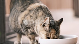고양이, cat, 반려동물, 냥이, 애완동물, 사진,이미지,일러스트,캘리그라피 - 돌하르냥작가 크라우드픽 - 저작권 걱정 없는 상업용 이미지