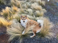 진도개, 반려견, kdog, jindodog, 한국국견, 사진,이미지,일러스트,캘리그라피 - 휴22작가 크라우드픽 - 저작권 걱정 없는 상업용 이미지