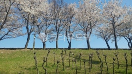 자연, 산책로, 벚꽃, 나무, 도로옆산책로, 사진,이미지,일러스트,캘리그라피 - Leecandy작가 크라우드픽 - 저작권 걱정 없는 상업용 이미지