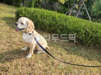산책하는강아지, 산책하는개, 중형견, 코카스파니엘, 강아지, 사진,이미지,일러스트,캘리그라피 - dong524u작가 크라우드픽 - 저작권 걱정 없는... 