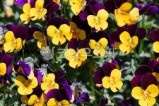 비올라, 꽃, 작은팬지, 비올라팬지, 비올라꽃, 사진,이미지,일러스트,캘리그라피 - two K작가 크라우드픽 - 저작권 걱정 없는 상업용 이미지