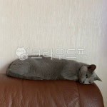고양이, cat, 식빵자세, 멍때리는, 러시안블루, 사진,이미지,일러스트,캘리그라피 - 즈엉작가 크라우드픽 - 저작권 걱정 없는 상업용 이미지
