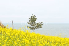 유채꽃, 봄, 바다, 자연, 노란색, 사진,이미지,일러스트,캘리그라피 - 만다링랜드작가 크라우드픽 - 저작권 걱정 없는 상업용 이미지