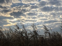 grass, plant, 식물, lawn, 잔디, 사진,이미지,일러스트,캘리그라피 - 건축창고작가 크라우드픽 - 저작권 걱정 없는 상업용 이미지