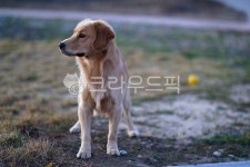 animal, 동물, dog, 개, mammal, 사진,이미지,일러스트,캘리그라피 - 대포동1호작가 크라우드픽 - 저작권 걱정 없는 상업용 이미지